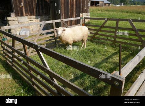 metal sheep enclosure|sheep enclosure danword.